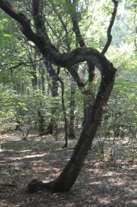 Exploring Hoia Baciu, the World's Most Haunted Forest