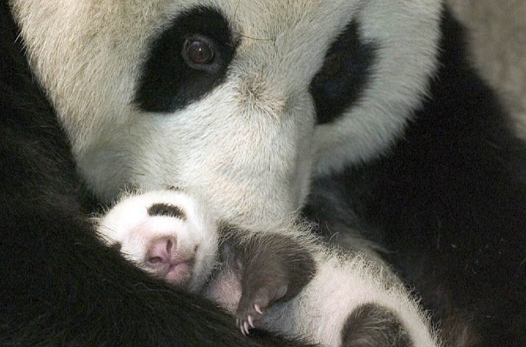 Panda-and-baby