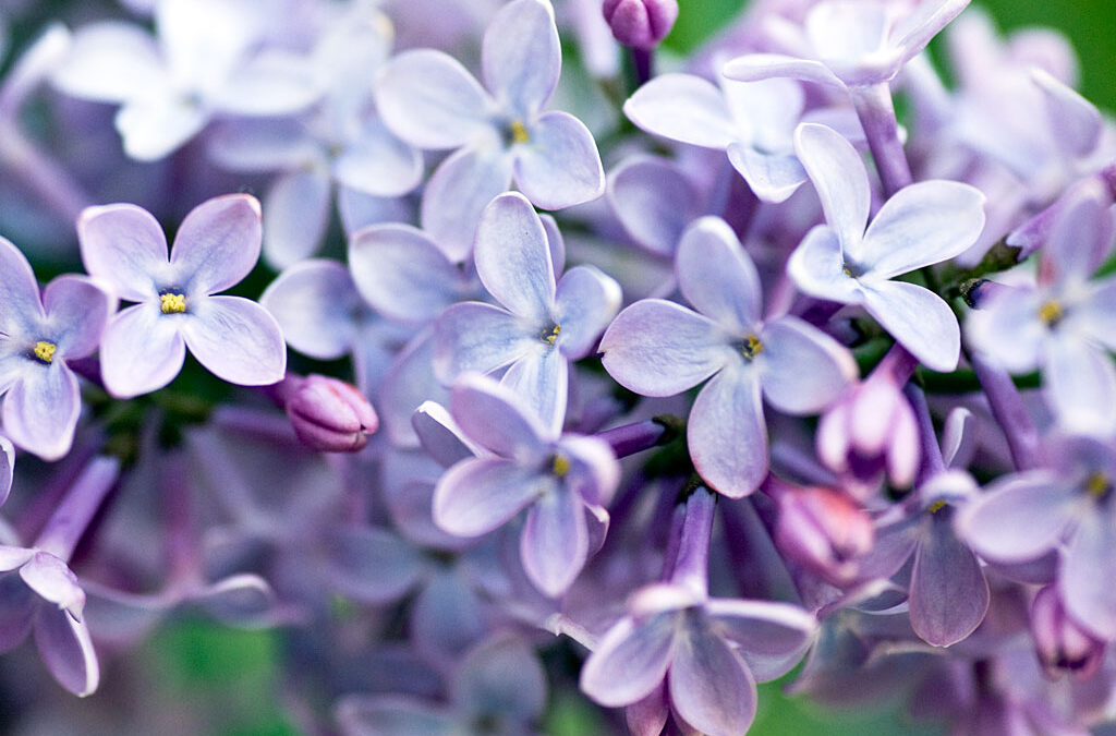 fleurs